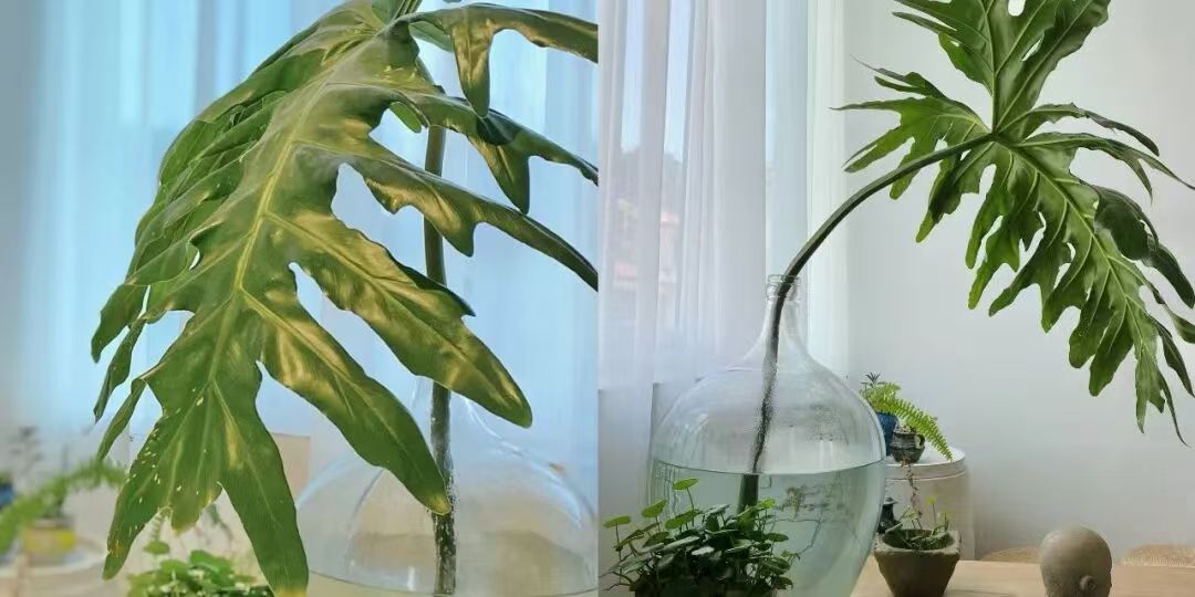 品牌故事:鹿可可 镇“宅”之宝